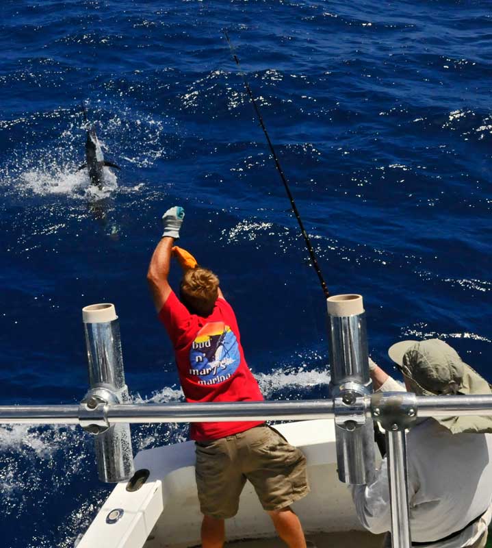 This Sailfish jumped just about every where except in the boat!
